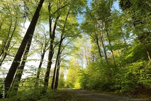 Fototapeta Path through spring deciduous forest, Poland.