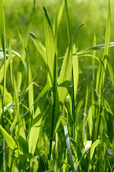 Fototapeta Gras