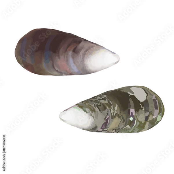 Obraz Seashell in brown color on isolated background