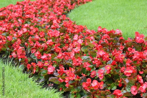 Obraz Red blooming flowers 7902