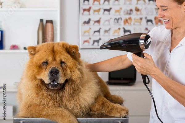 Obraz Canine hairdresser