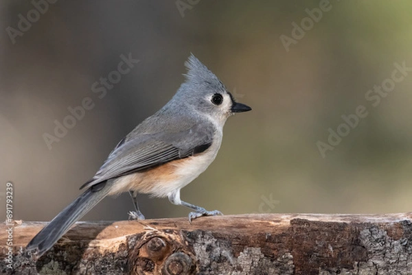 Obraz Tufted Titmouse Perched Delicately on a Slender Branch