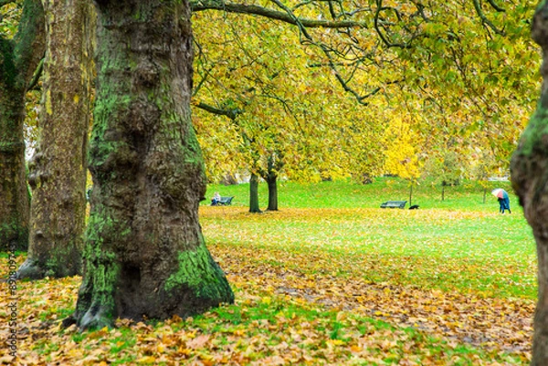 Fototapeta London, UK - Trees in a park in autumn