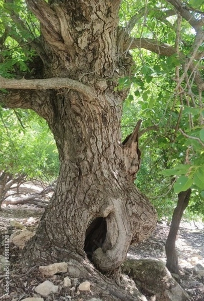 Obraz old walnut tree 