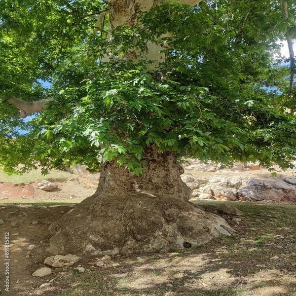 Obraz Old plane tree in the forest
