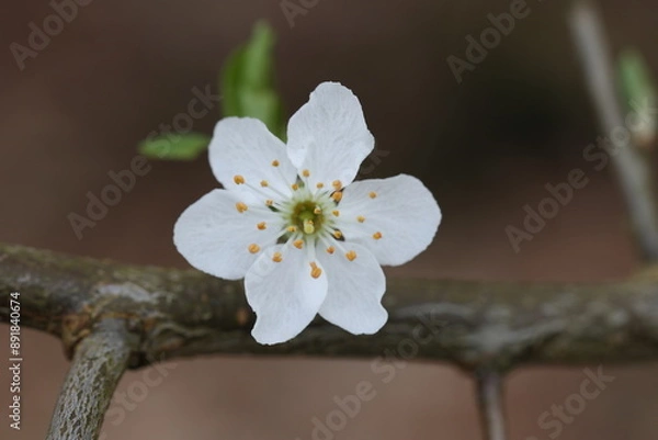 Obraz blackthorn flower in early spring