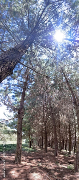Fototapeta vertical landscape with very tall pine trees and sunshine between the branches