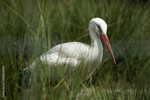 Fototapeta Storch im Gras