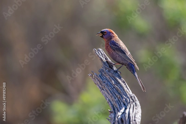 Fototapeta Varied Bunting