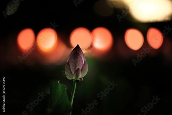 Fototapeta 蓮の花と祭りの灯