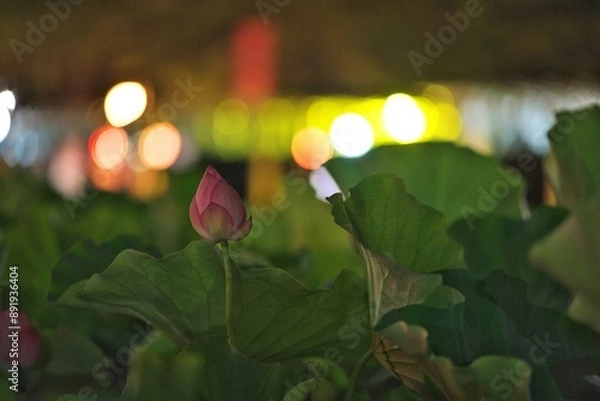 Fototapeta 蓮の花と祭りの灯