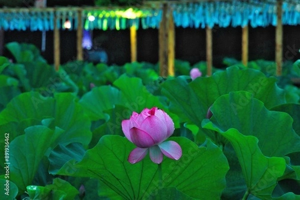 Fototapeta 蓮の花と祭りの灯