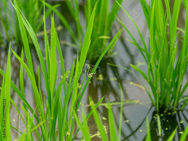 Obraz 水田の苗で交尾をするイトトンボ