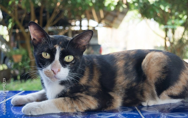 Obraz Cat Looking At Camera 