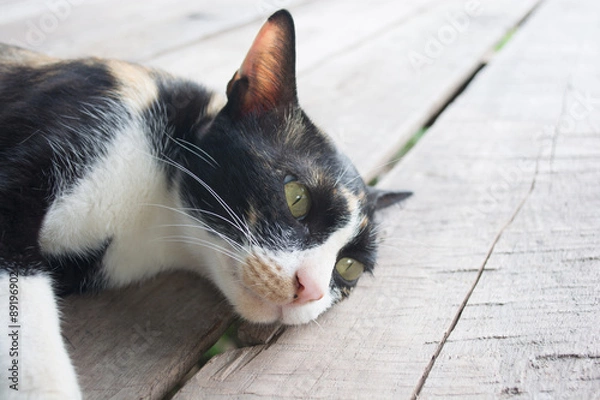 Obraz Cat lying on wood