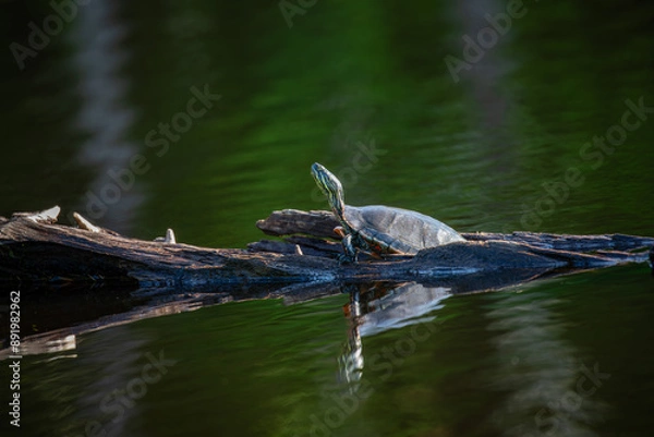 Fototapeta Western Painted Turtle (Chrysemys picta) crawling on a log in summer