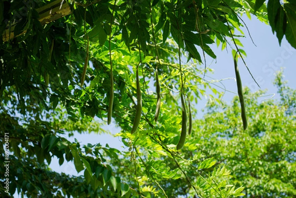 Fototapeta フジの実