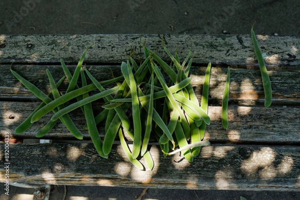 Fototapeta フジの実