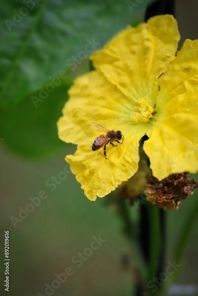 Fototapeta A close up shot of a honey bee working hard on a luffa flower in natural light.