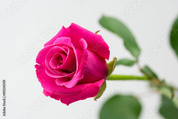 Fototapeta 薔薇の花