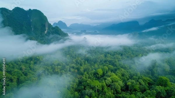 Fototapeta A lush green forest with a foggy atmosphere