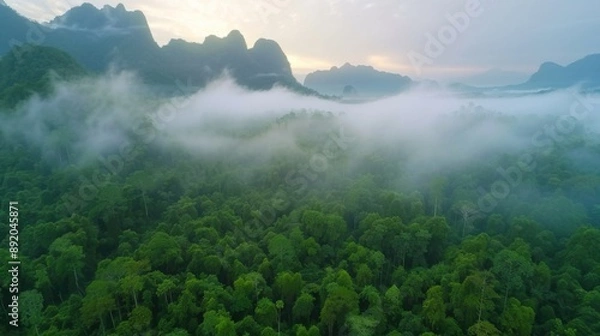 Fototapeta A lush green forest with a foggy atmosphere