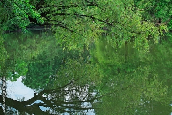 Fototapeta 水面に映る新緑