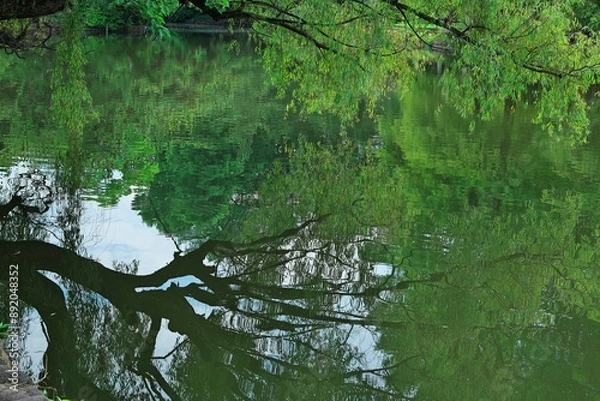 Fototapeta 水面に映る新緑