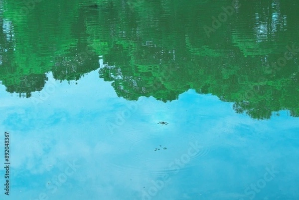 Fototapeta 新緑と水面に映るアメンボ