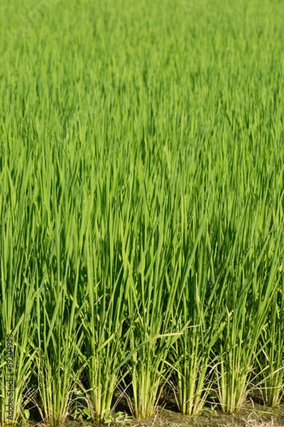 Fototapeta 夏の水田