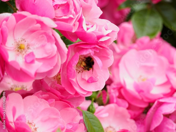 Obraz 花粉を集める蜂