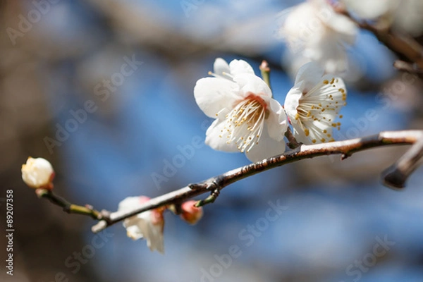 Fototapeta 梅の花