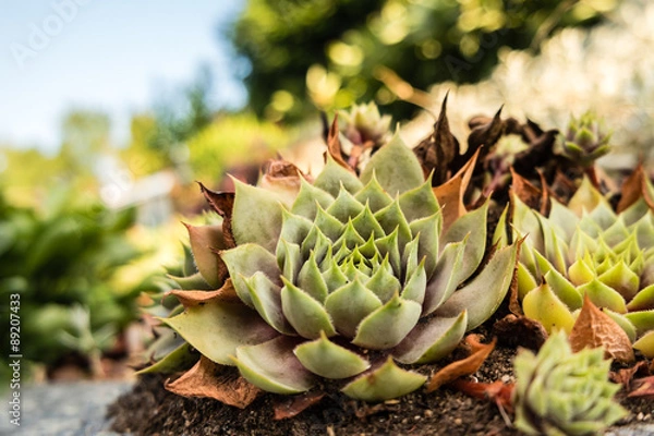 Fototapeta Steingartenpflanze 01