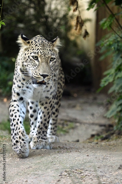 Obraz Persian leopard (Panthera pardus saxicolor).