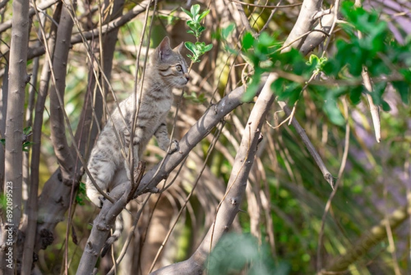 Fototapeta Playful Tabby Kitten in a Tree