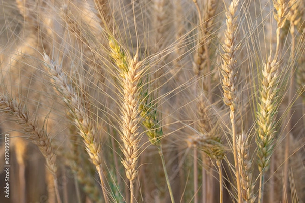 Fototapeta Golden Wheat Ears in a Field