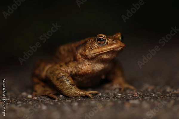Obraz Common toad on a road by night