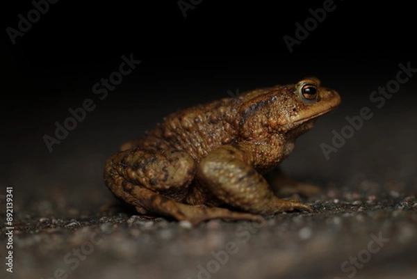 Obraz Common toad on a road by night