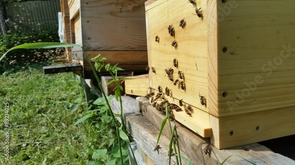 Obraz Bienen
