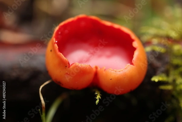Obraz Sarcoscypha coccinea or Sarcoscypha austriaca in detail