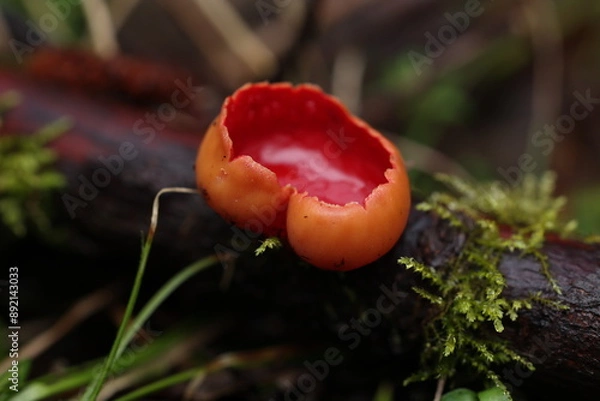 Obraz Sarcoscypha coccinea or Sarcoscypha austriaca in detail