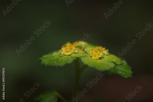 Obraz alternate-leaved golden-saxifrage flower