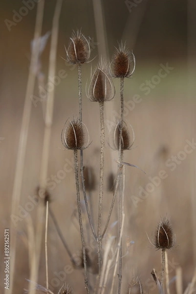 Obraz seed-heads of a wild teasel in winter