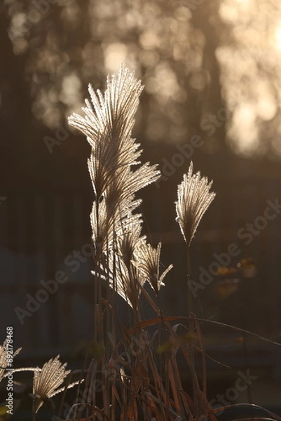 Obraz the seeds of Miscanthus glowing in the winter sun
