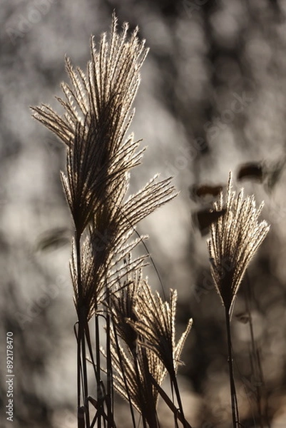 Obraz the seeds of Miscanthus glowing in the winter sun