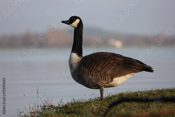 Obraz cackling goose at the riverside in the winter sun