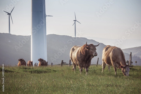 Fototapeta Cows and Wind