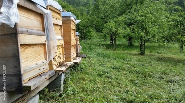 Obraz Bienen