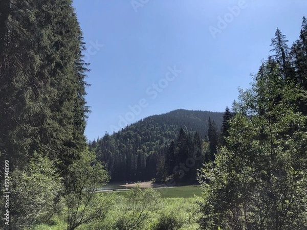 Obraz trees in yosemite