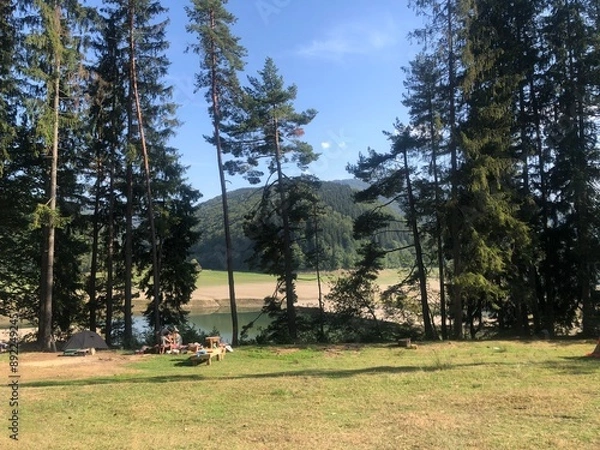 Obraz trees on a course